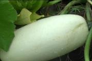 Na dnu ove stranice mozete pogledati sve moje oglase.,Kupovinom od jednog prodavca stedite na postarini..

Duga bela bez vreže tip tikvice odličnog prinosa i kratke vegetacije, Čučave je forme (raste u vidu bokora-bez razvoja puzajućih vreža). Listovi su krupni, plodovi su pravilno valjkasti blago izbrazdani, težine 4-5 kg. Meso je zelenkasto bele boje, debelo, kore boje putera koja sa zrenjem požuti kao i meso koje postaje jarko narandzaste boje. Dobro podnosi sušu. Pogodna je za svežu upotrebu i za duboko zamrzavanje. 

Setva

Tkvice za ranu poljsku proizvodnju proizvode se uglavnom iz rasada,u Martu-Aprilu u zatvorenom prostoru,a polovinom Aprila ili pocetkom Maja kada prođe opasnost od mrazeva presađuju se u baštenske gredice ili baštu.Moguća je i direktna setva od pocekta Maja, na dubini 2-4 cm, po 2 - semenke, na razmak red od reda 150 - 200 ,i biljka od biljke 80- 100 cm.

Optimalnim temperaturama od 22 – 24 °C tikve niknu za 3 do 7 dana.

Dobri susedi su visoki pasulj, kukuruz, spanać i dragoljub.

U toku rasta, važne mere su navodnjavanje i okopavanje koje se izvode 2 - 3 puta...


Prodaje se 5 semena (krupno seme)